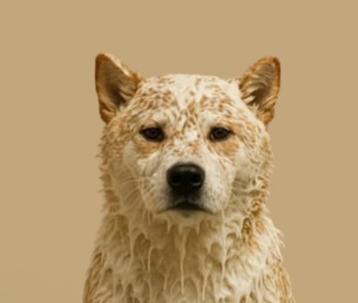 Mystayor 兽 💹🧲 tweet media