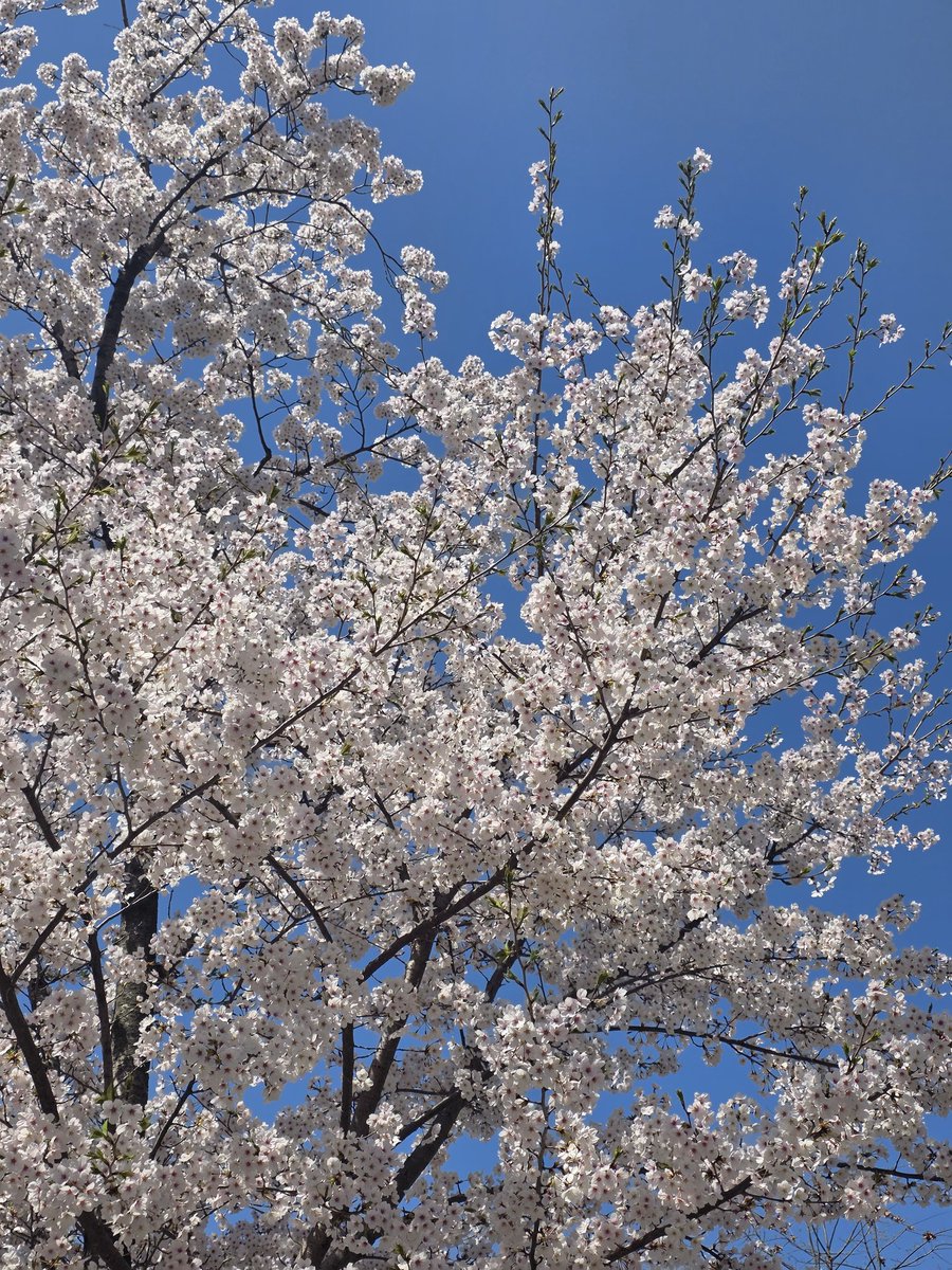 핏허(푸푸...🐶) tweet media