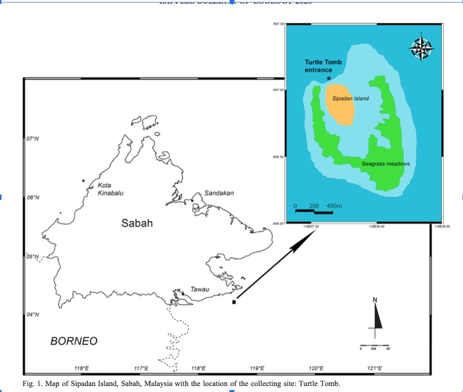 🇲🇾 Malaysia Biodiversity tweet media