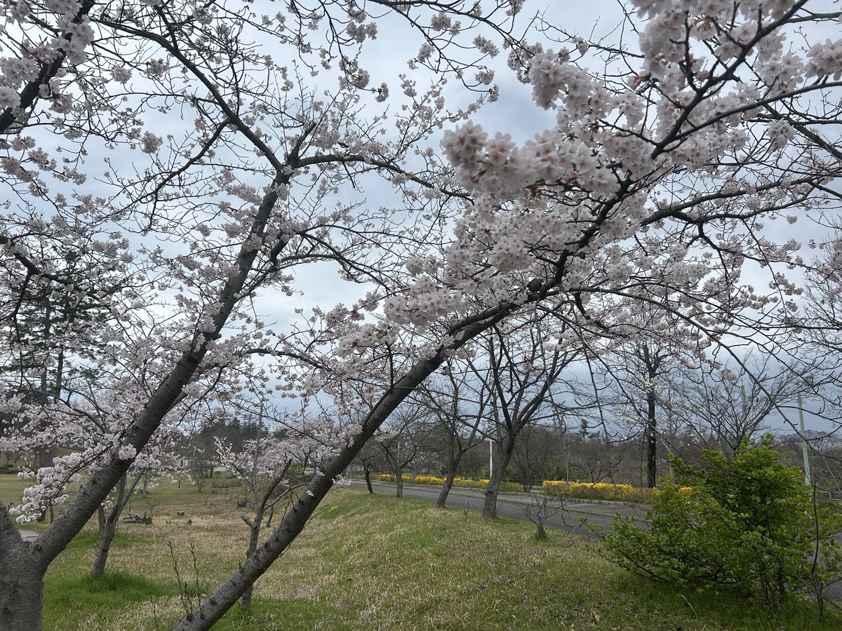 今朝の園内の桜の様子です🌸 園内の桜も満開になって来ました〜😁 今日