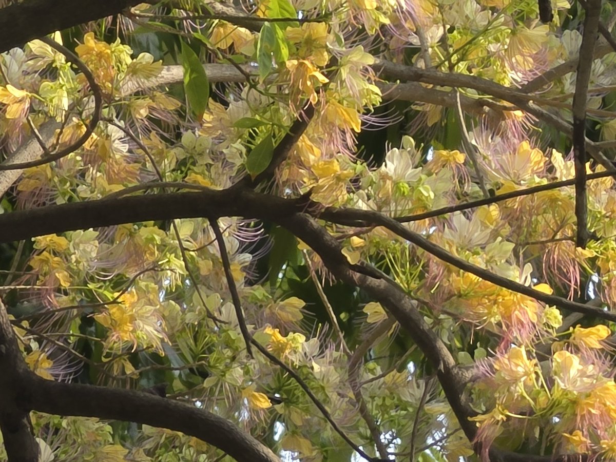 Dr Ambrish Mithal tweet media