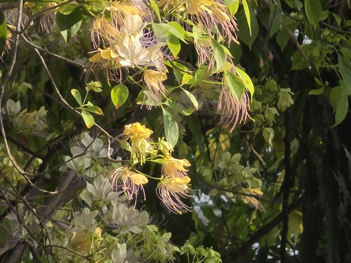 Dr Ambrish Mithal tweet media