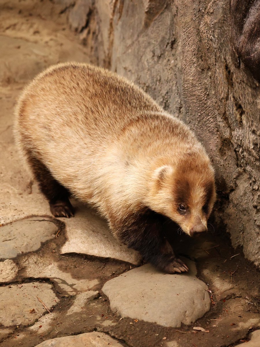 ザン・ウー tweet media