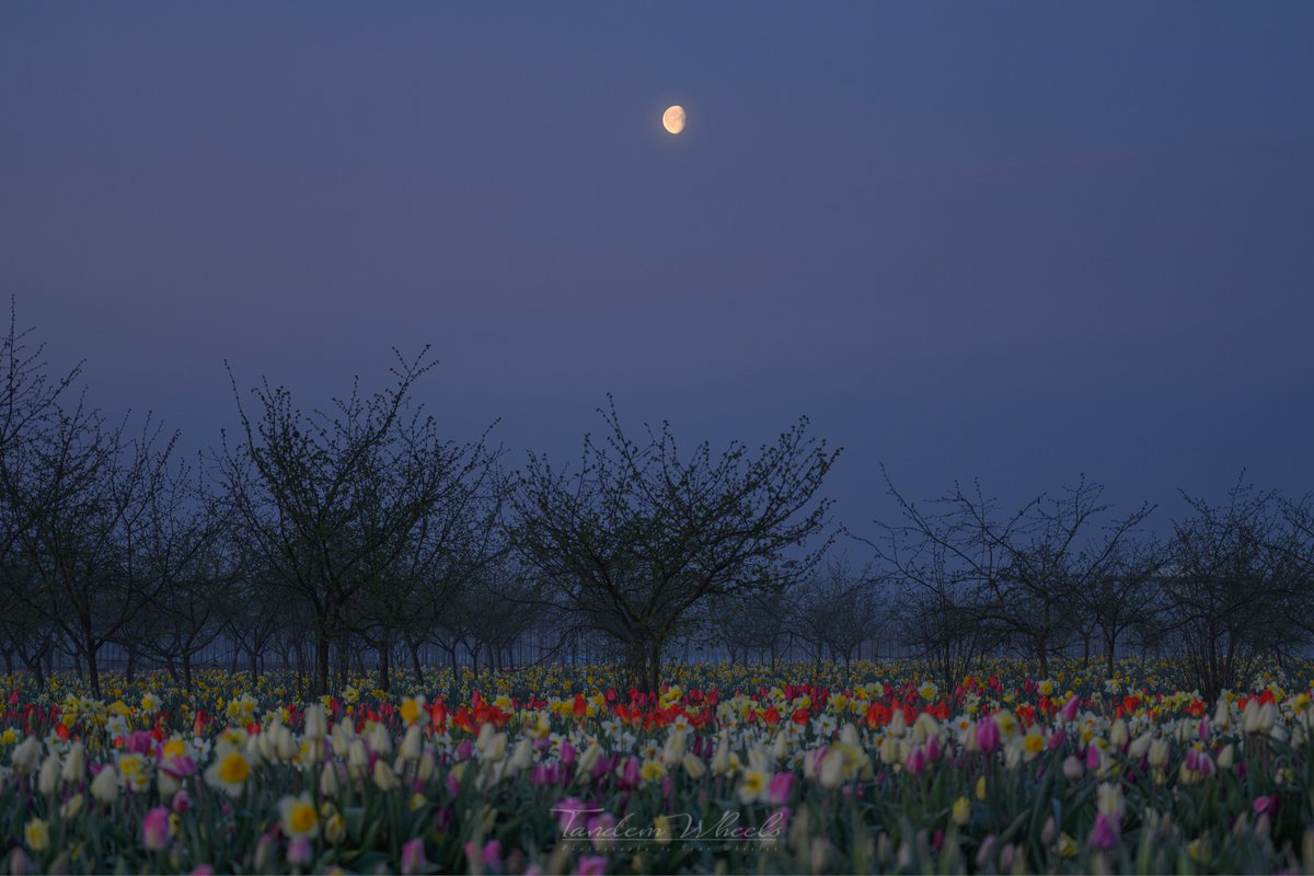 wheeler244's tweet image. I arrived just after 6 this morning, thick fog had rolled in, just to the east of me. I looked up at the moon, thinking of the @NASA’s Artemis II mission flying by the moon 240,000 miles away. What an amazing thing to listen to today. #artemis #space #wawx #tulip