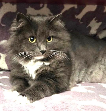 sachikoko's tweet photo. 🙏🏽PLEASE SHARE
🦋Stunning 7YO Long Haired Gray &amp; White Kitty "Luna"🦋
😿💔Elderly Owner Unable 2 Care 4
📣Needs A Calm, Cat Savvy #FureverHome🏡
▶️https://t.co/ciMjybzlxW
🙏🏽#AdoptDontShop #Adopt
#Monterey, #CA #NorCal #MontereyCounty
☑Adult Only @CatsOldies #RehomeHour #US #CATS https://t.co/5i0Ez5Yqd4