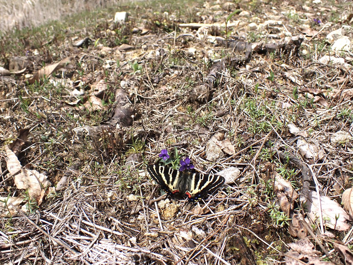 京都大学蛾類研究会 tweet media