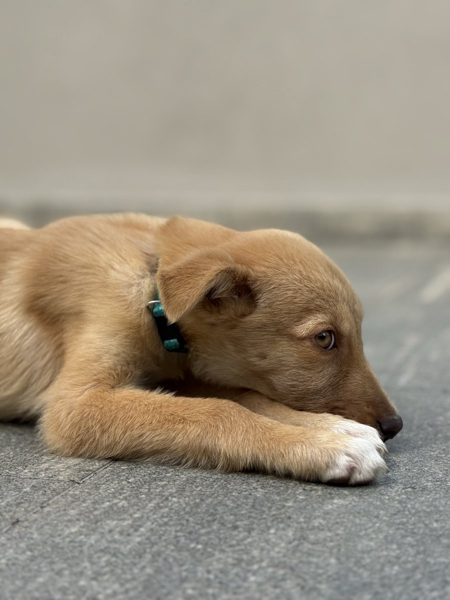 Kirén Miret tweet media