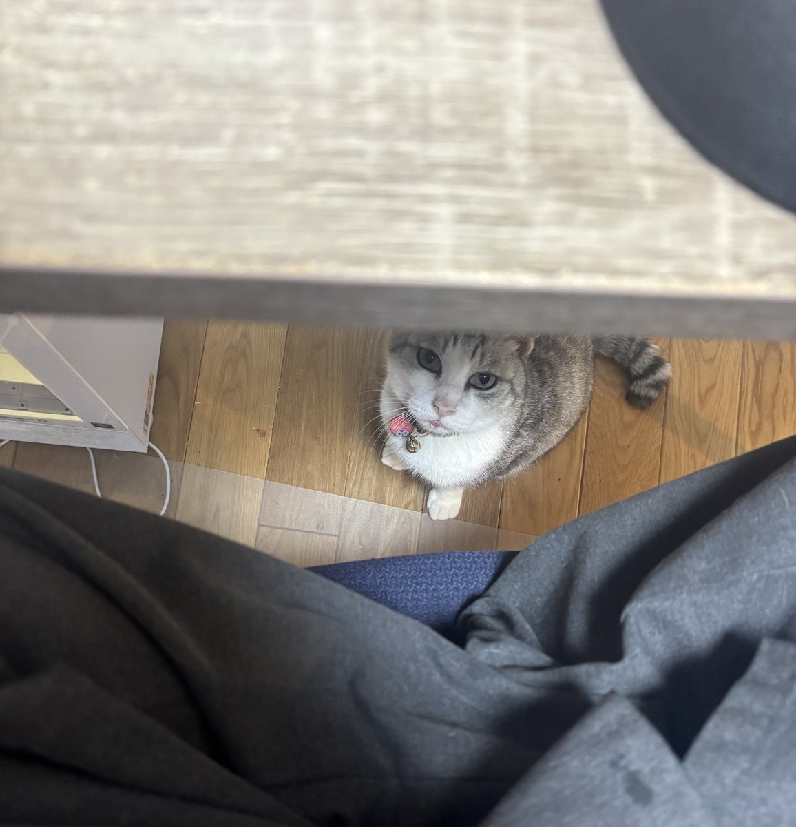 妙心寺壽聖院（寿聖院）@石田三成一族の菩提寺 tweet media