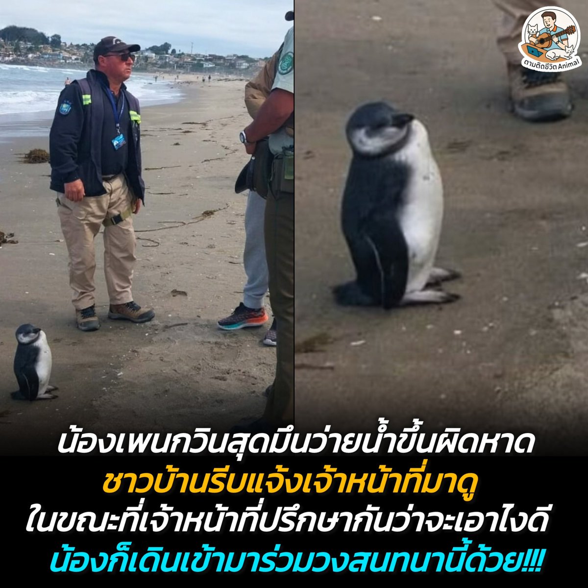 ตามติดชีวิตAnimal tweet media