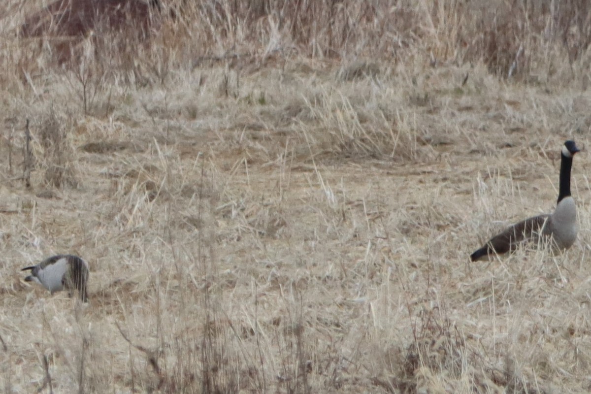 Rare Bird Alert tweet media