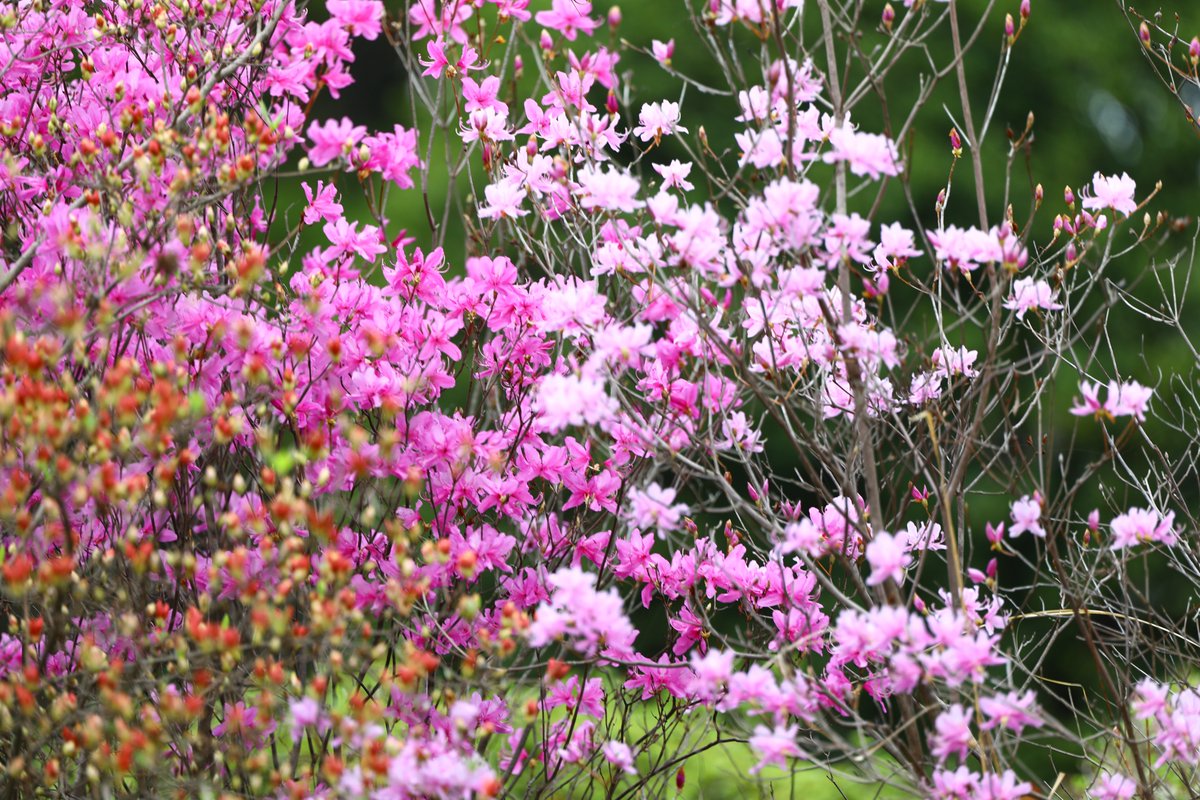 つつじ ページ 4/7 つつじ園 本日より #つつじ ウィーク です🌸 #ミツバツツジ