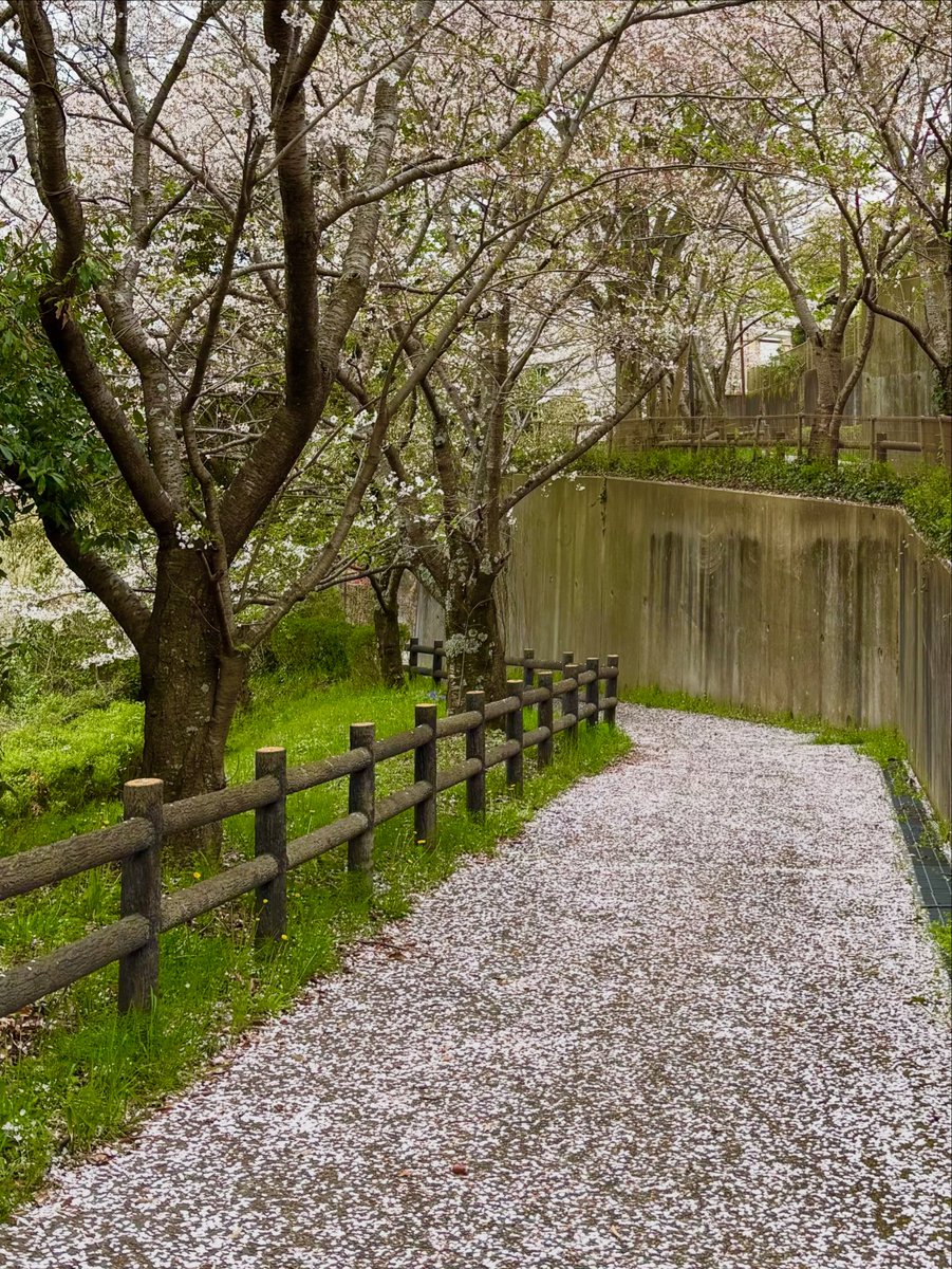 DynamicToolsDT's tweet photo. 暖かい日が続いていますがお花見に行かれましたか？
弊社の近くには桜が咲いているところがたくさんあるので
名所に行かなくても通勤で楽しめます🌸
ですが、散りつつあるので少し寂しくなります。

#ダイナミックツール #工作機械  #桜 #春 https://t.co/eEcAiaEiX5