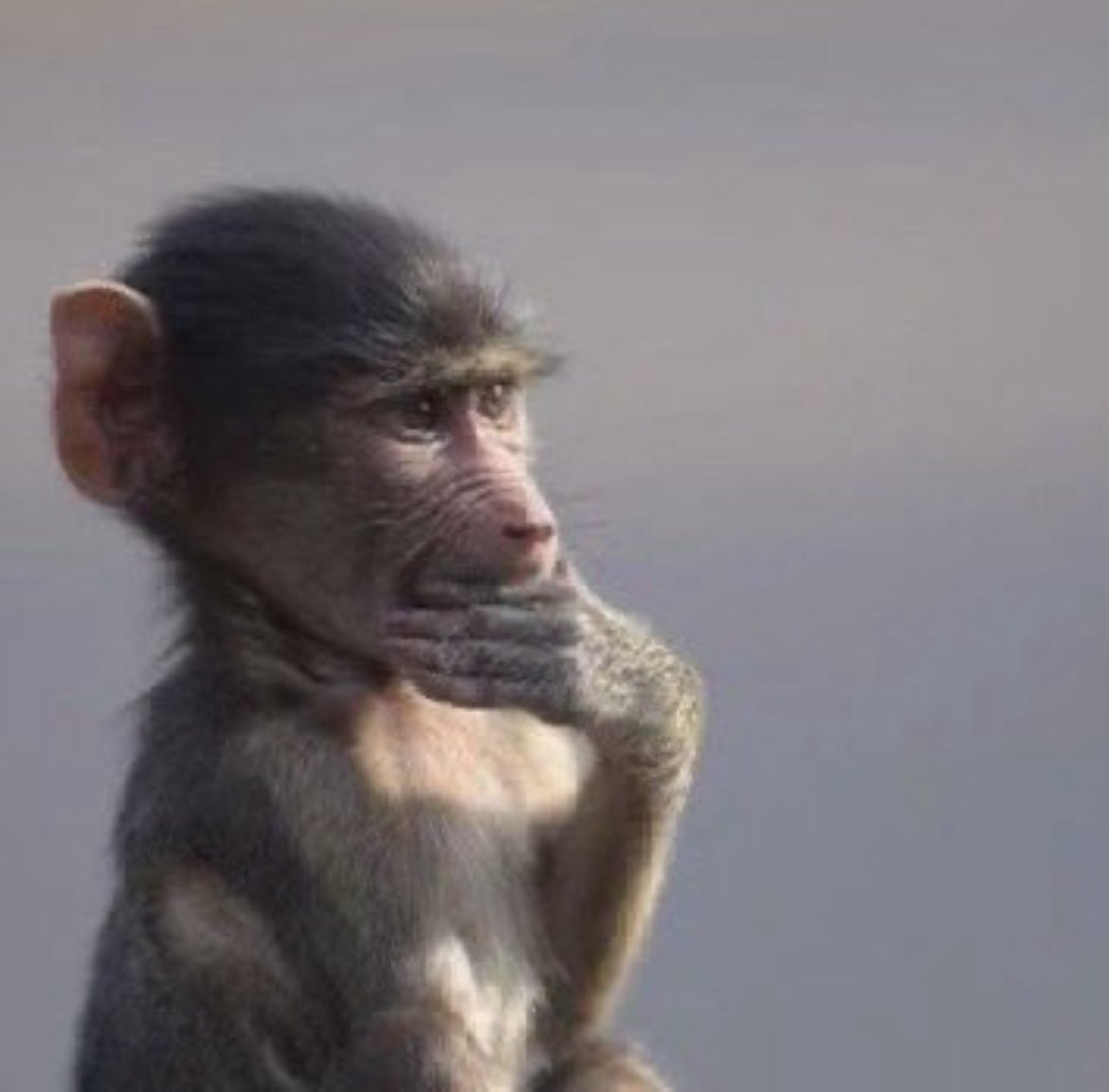 أمان Amann tweet media