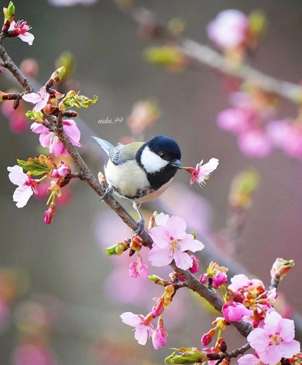 Miep51082958's tweet image. #SpringBeauty  #Koolmeesje
#ParusMajor #GreatTit