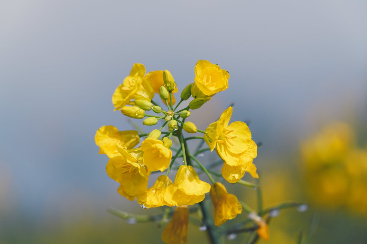 Chrys🌕 tweet media