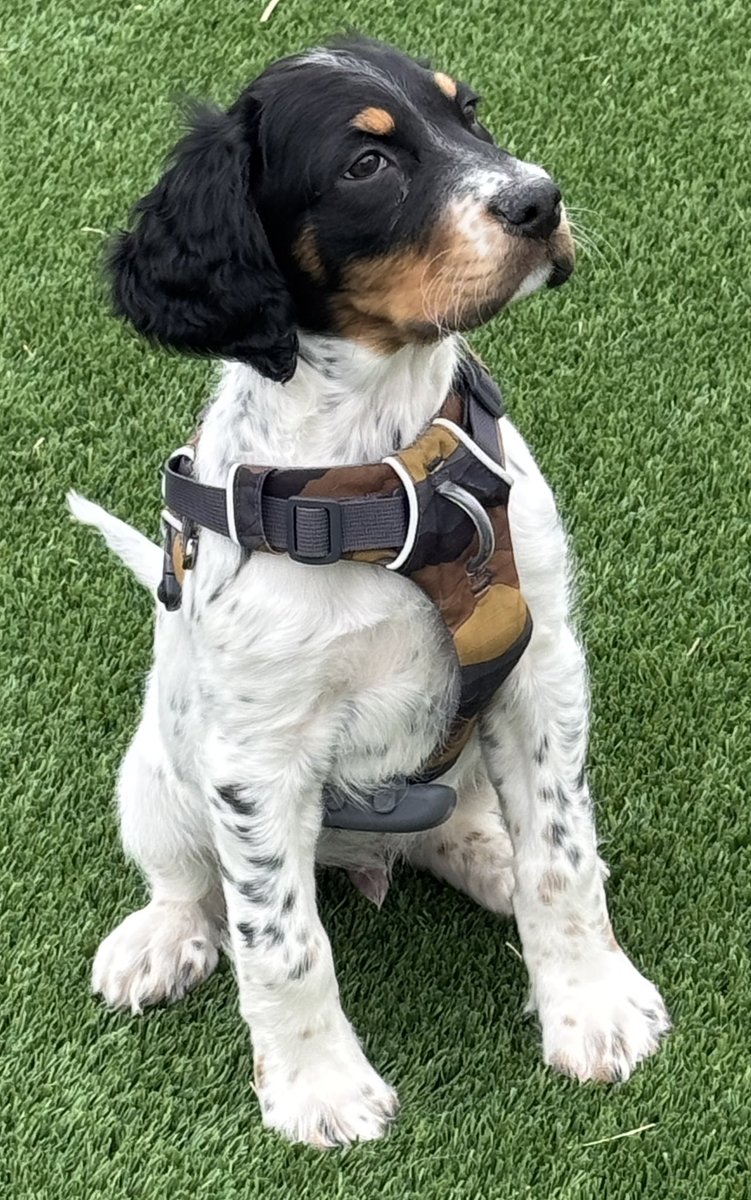 CaptYoss156's tweet photo. @TracketPacer Here’s Yossie the Pug and Robby the English Setter! https://t.co/ztOQrmMfDv