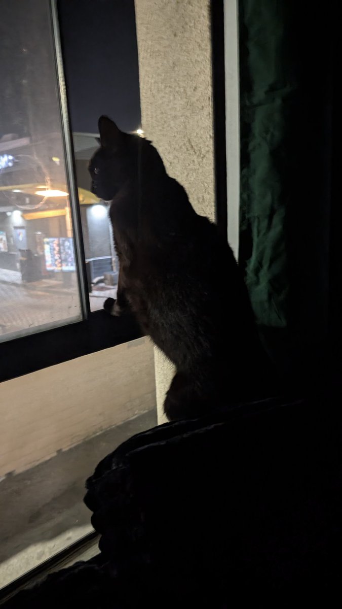 WheresLotus's tweet photo. This guy's gonna be 16 this year. Or 15 idk actually. I've had him since I was 18 though. He had 5 teeth removed last year, survived pancreatitis, and might have cancer but somehow he's looking better than ever. https://t.co/wCSPE6Hr2t