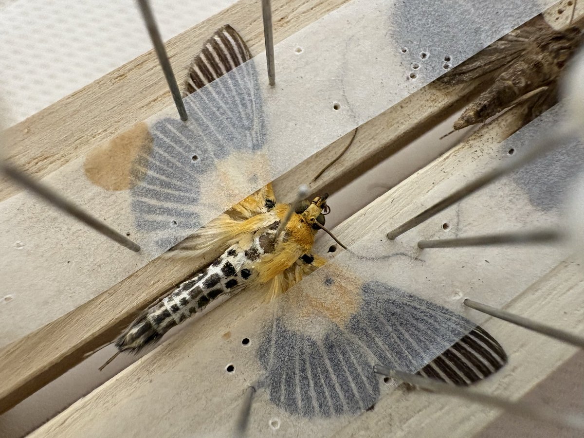 くさうろ虫 tweet media