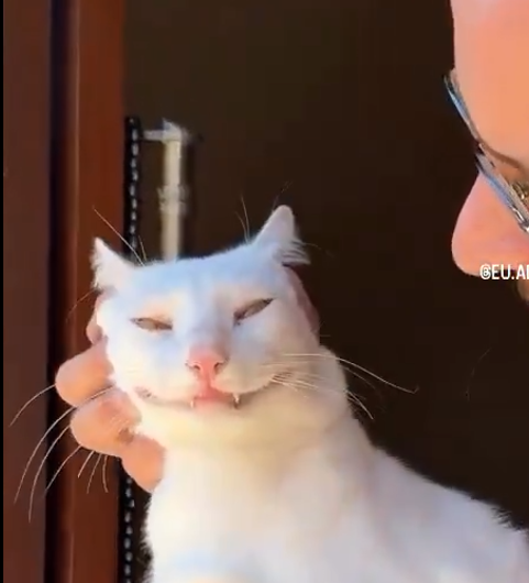 ☭🚩 Zaza 🇧🇷 🇻🇪🇵🇸🇸🇩🇾🇪 tweet media