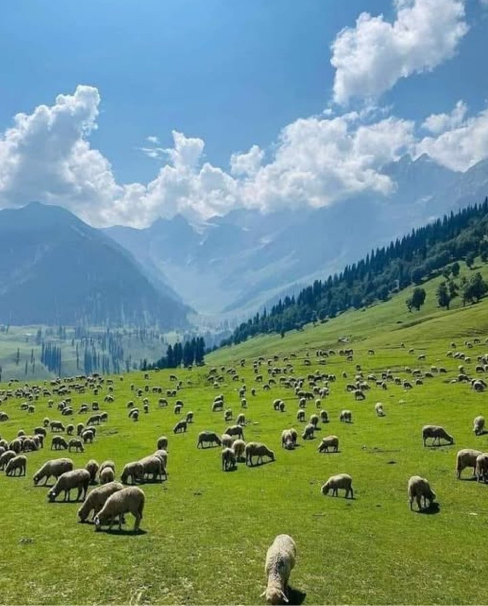 kupwarasentinel's tweet image. 🌄 The Paradise on Earth – Bangus Valley....A view so pure, it feels like a dream

#Kashmir
#Tourism
#ScenicBeauty