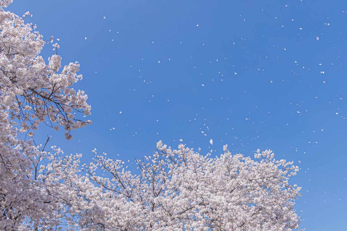 함바그 tweet media