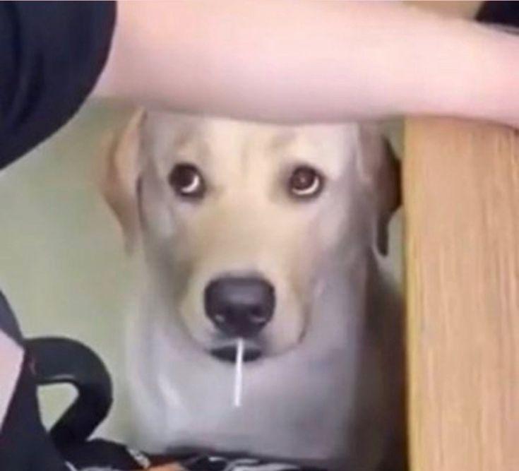 victinho tweet media