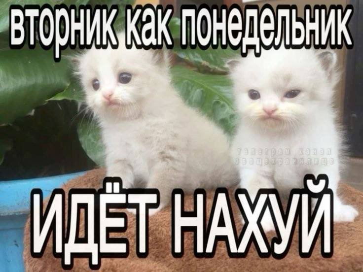 RiA tweet media