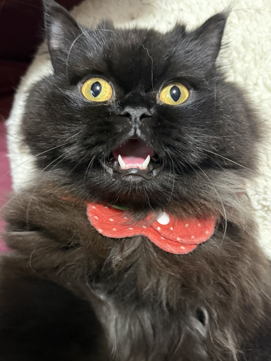 まそっぷ tweet media