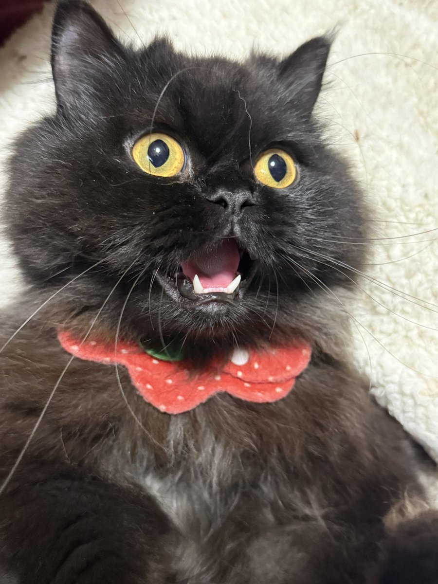 まそっぷ tweet media