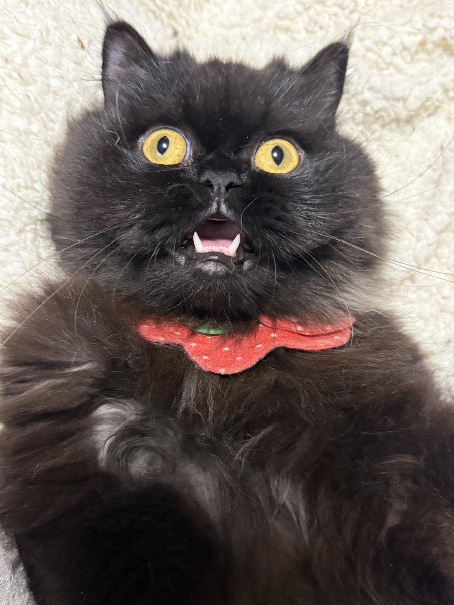 まそっぷ tweet media