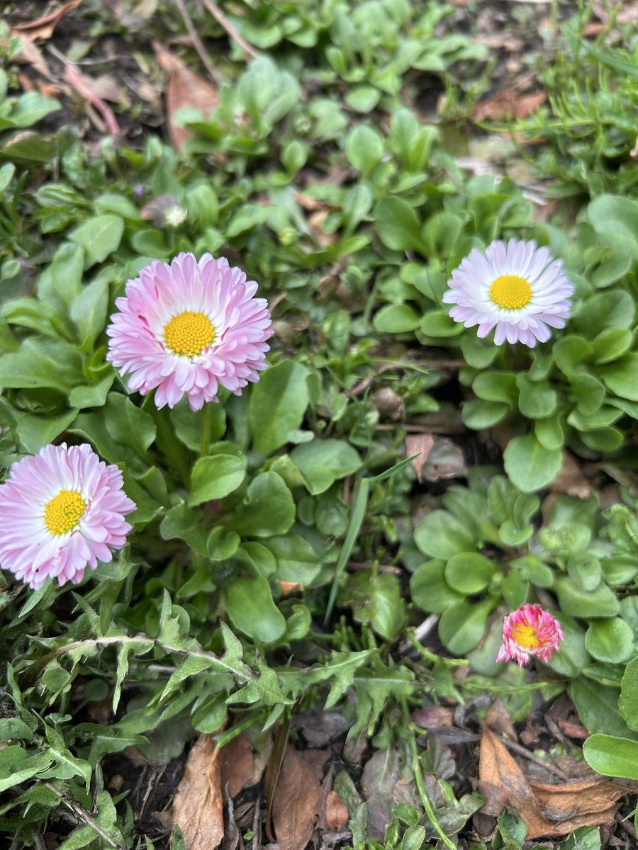 うめ吉 tweet media