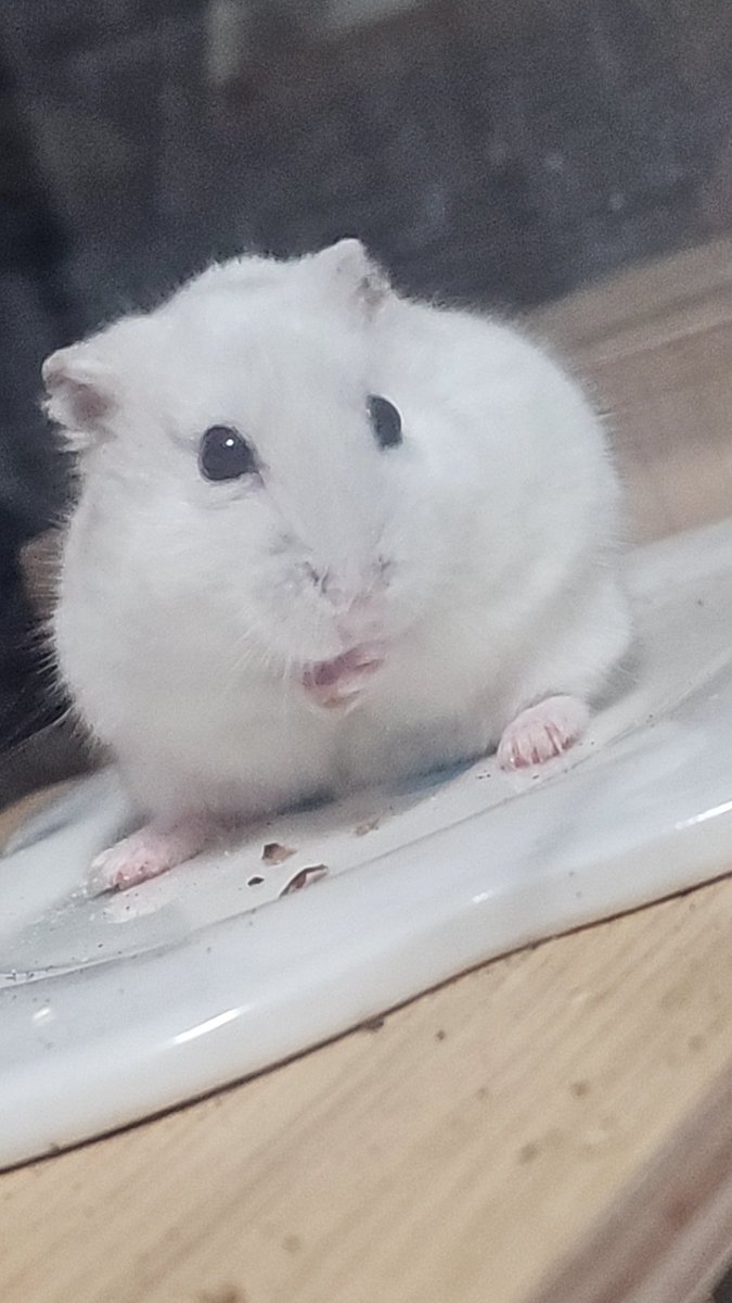 찹쌀떡🐭💓쫀떡🐹💕옹심이🐭🩷 tweet media