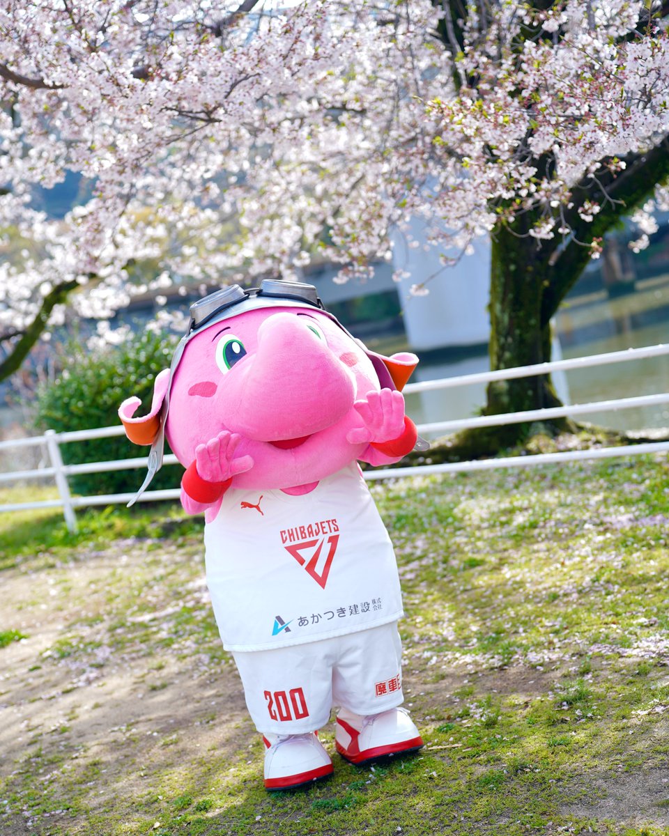 サクラさいたゾウ。るん♪#ジャンボくん #ひろしまえんそく