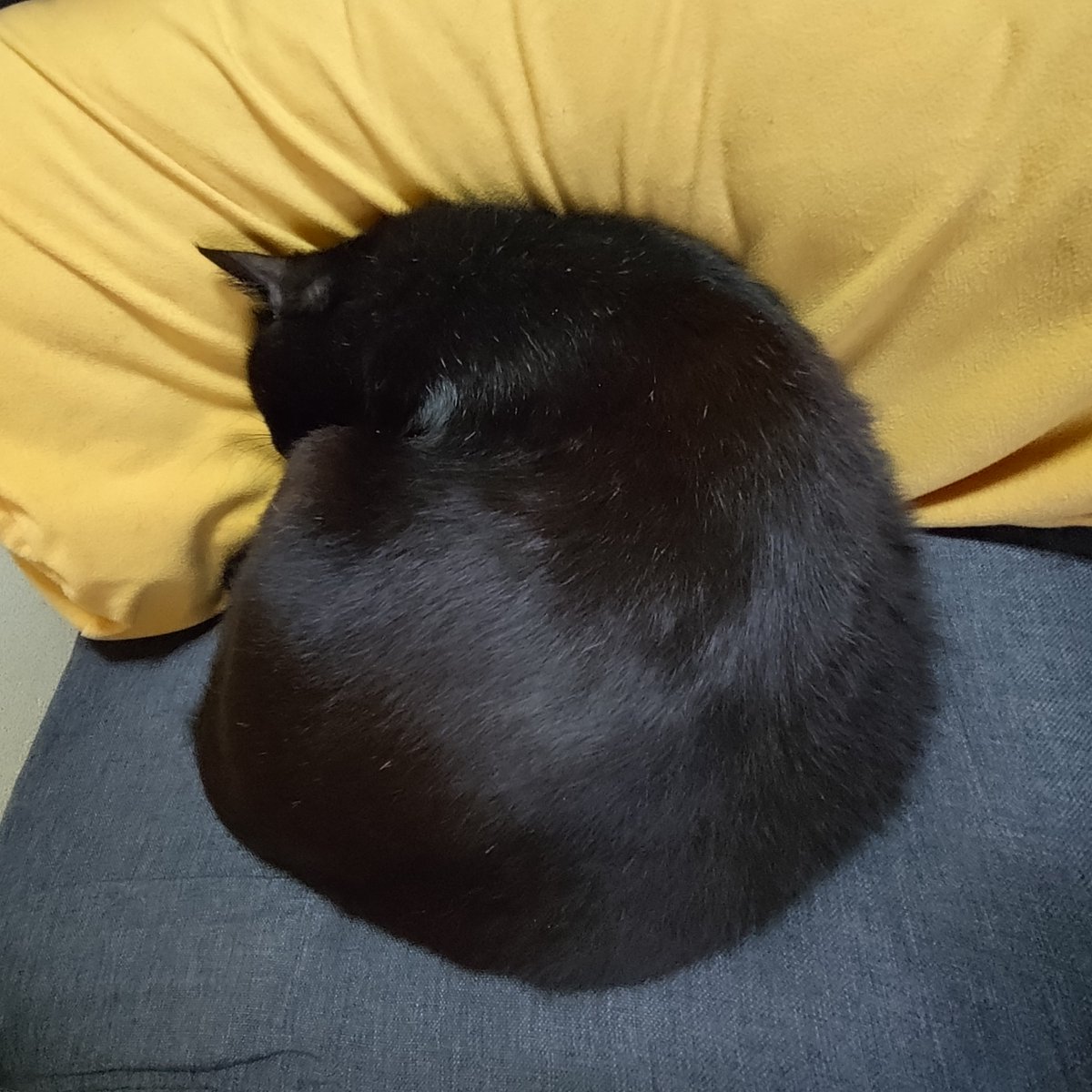 はなゆめ tweet media