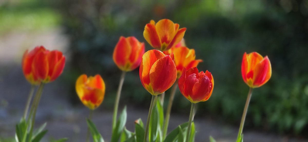 fahrraddreamer's tweet image. Einen wunderschönen guten Morgen wünsche ich euch
Ihr habt euch aber besonders schön gemacht, heute. 
🥰🫂♥️🌺🌸🍀🌻🦋🧡🌈
Ich liebe euch so sehr. 
#beautifulnature #sweet #EasterJoy #girl #leatherdress #nylon #heels