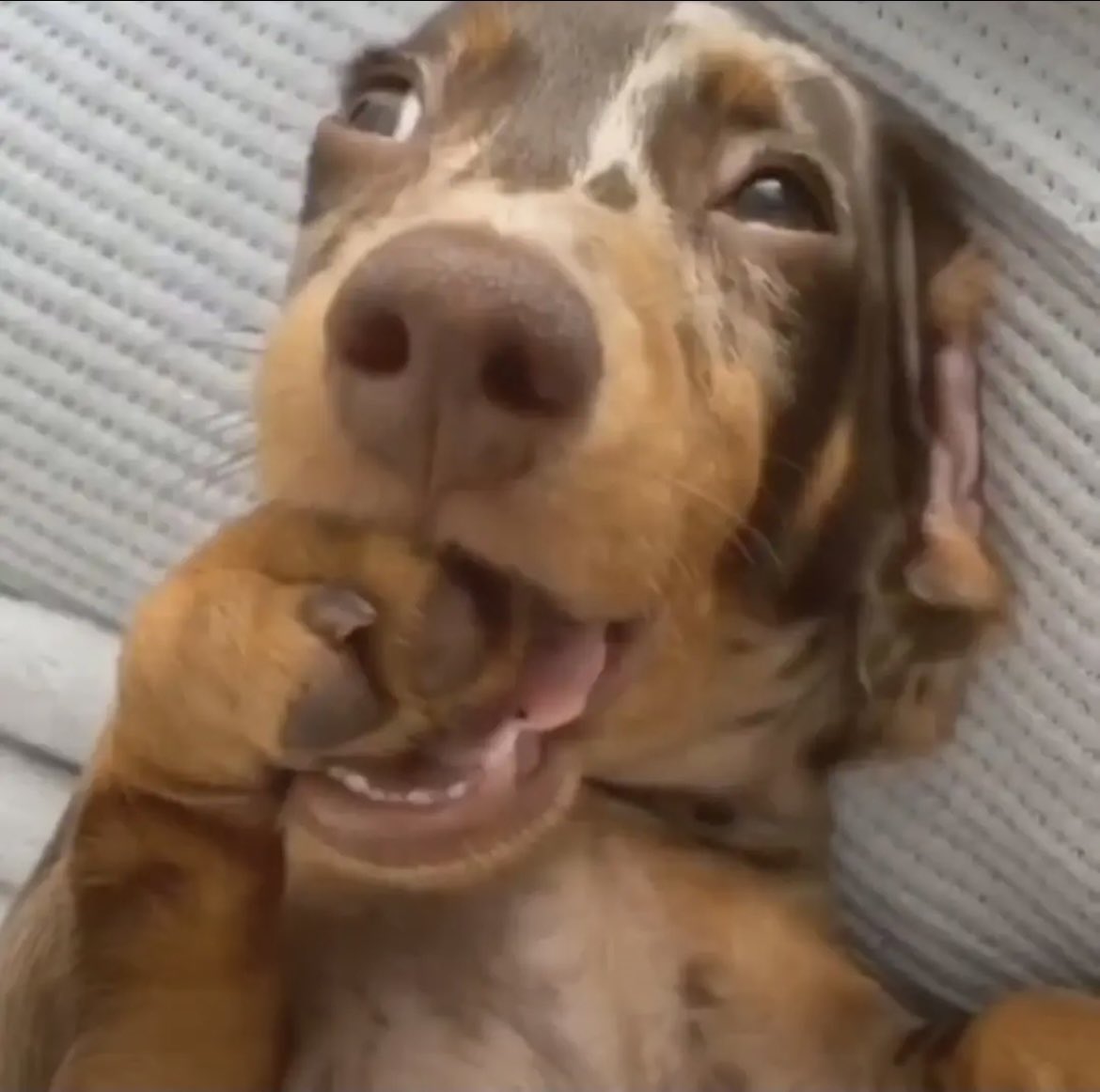 rebeca| jungkook’s girl tweet media