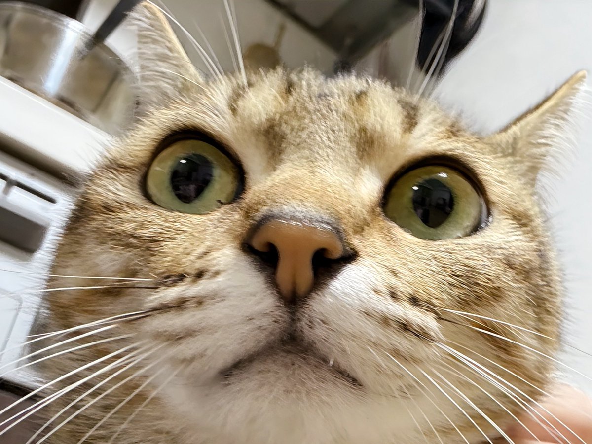 にっか tweet media