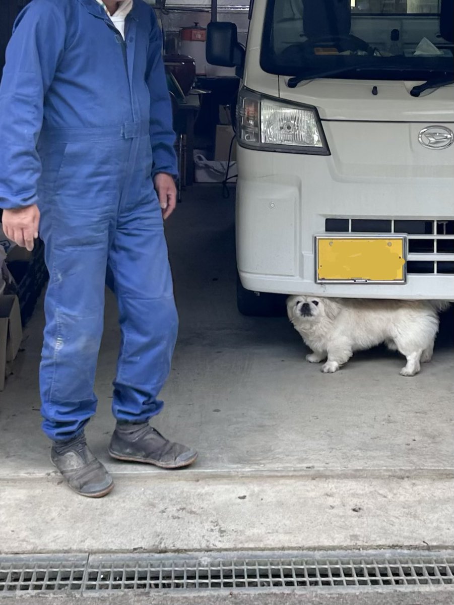 ペキニイッヌ tweet media