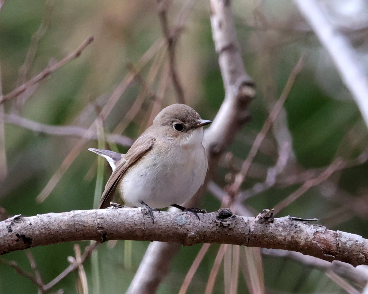 とりまつ tweet media