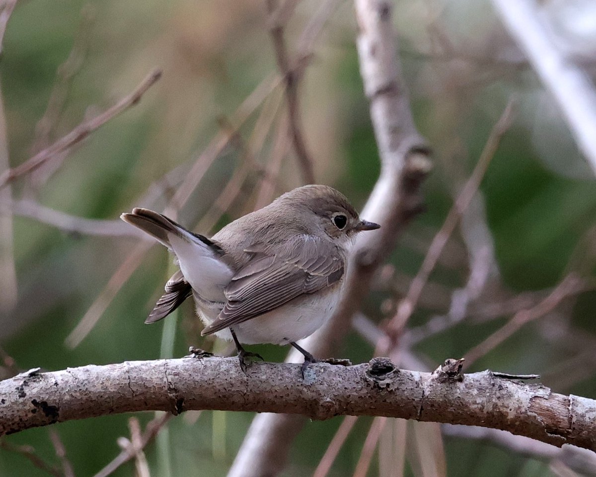 とりまつ tweet media