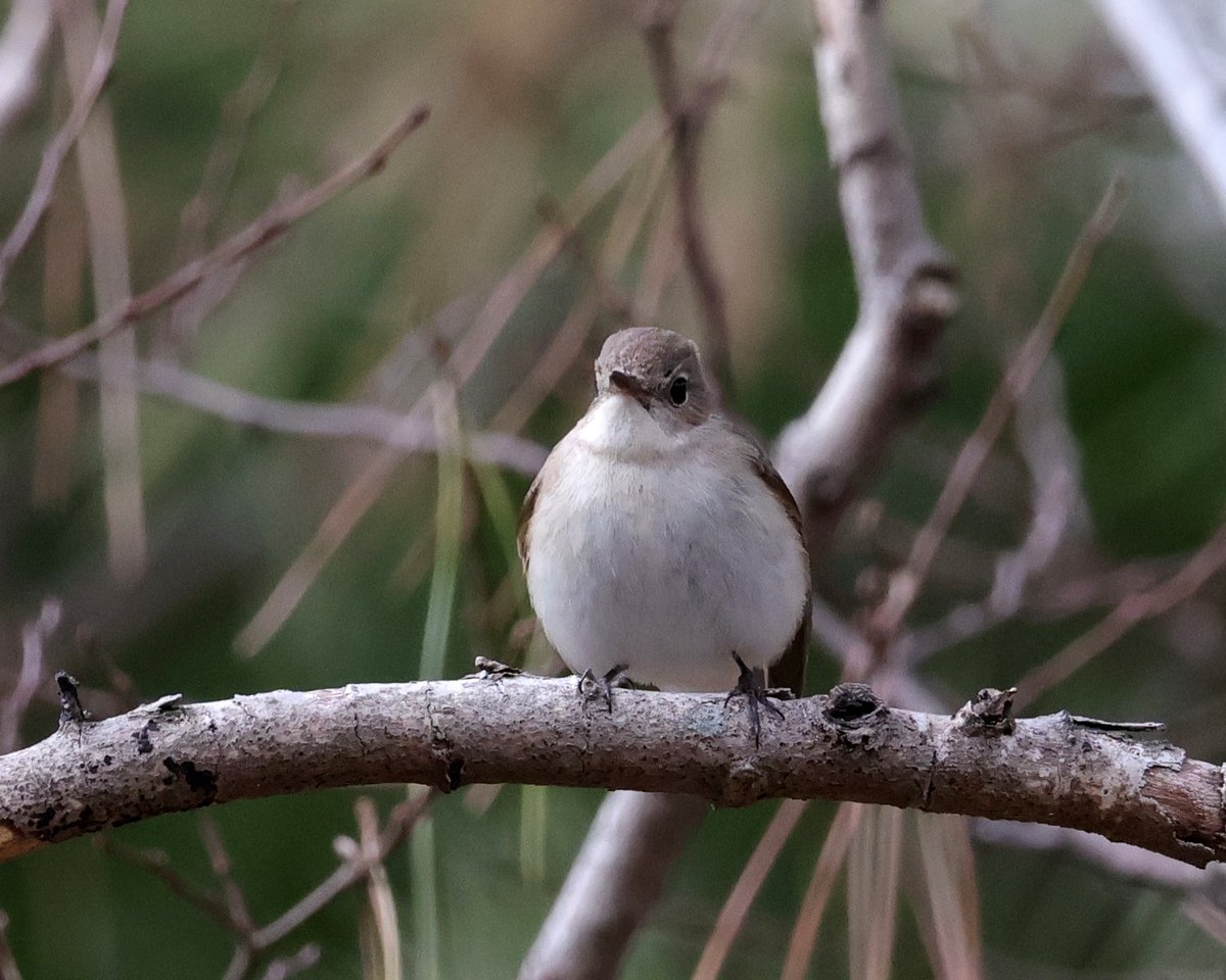 とりまつ tweet media