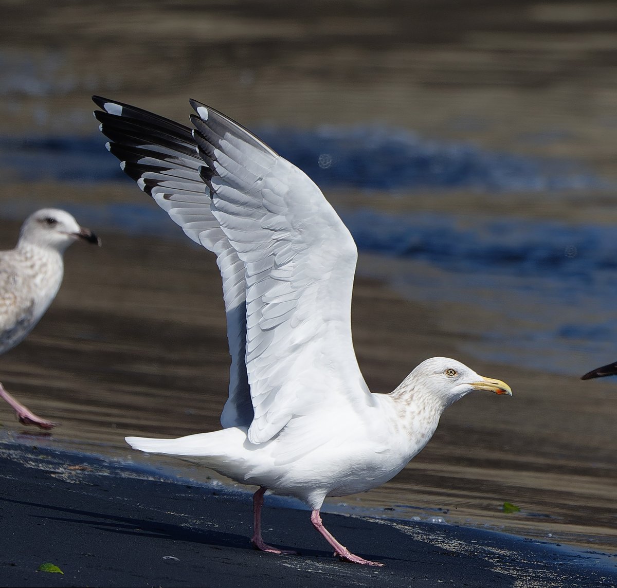 マメルビ tweet media