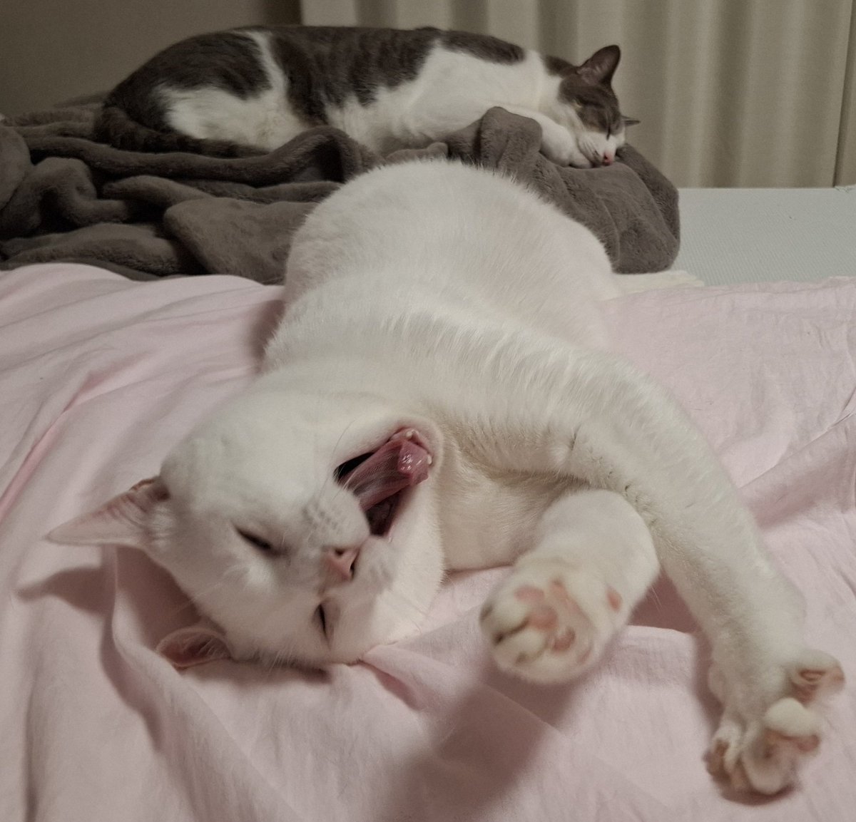 佐々木琴子 tweet media