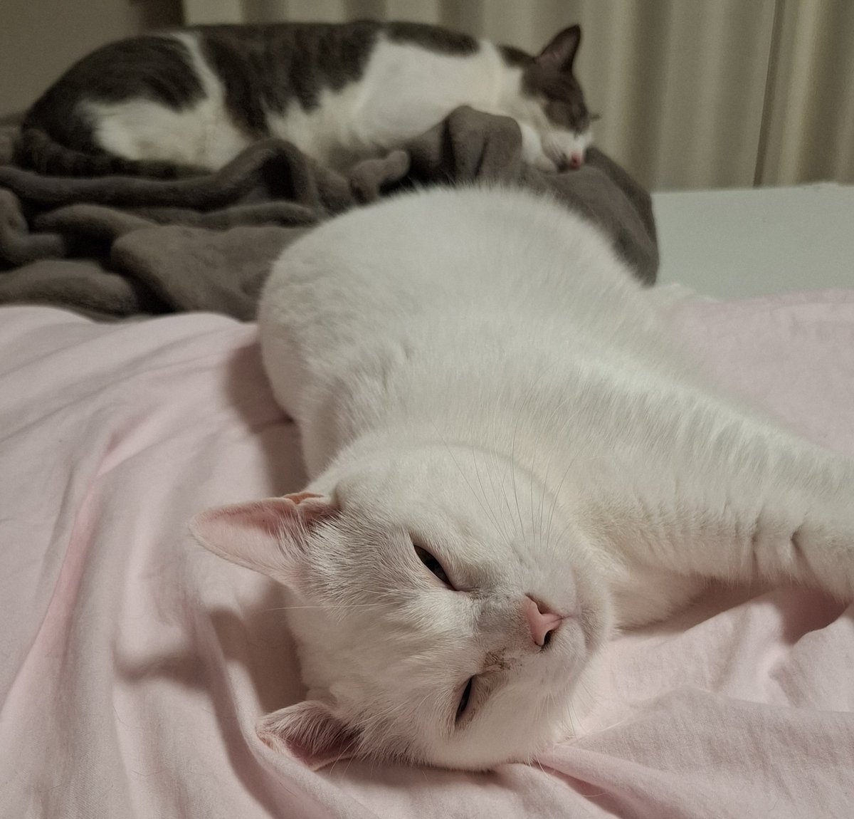 佐々木琴子 tweet media