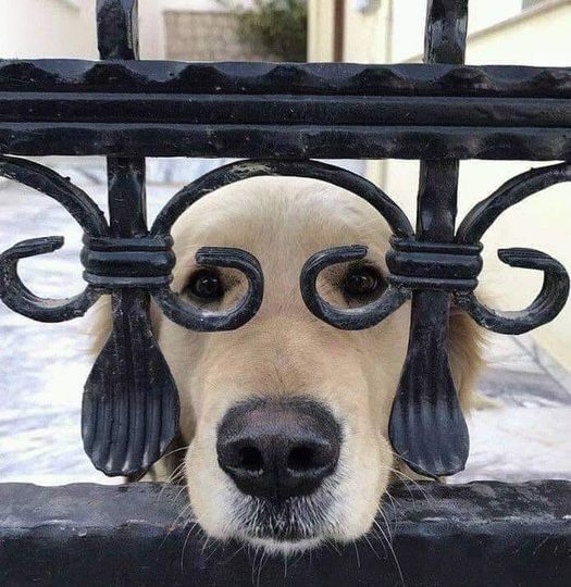 everything dogs 🐶 tweet media