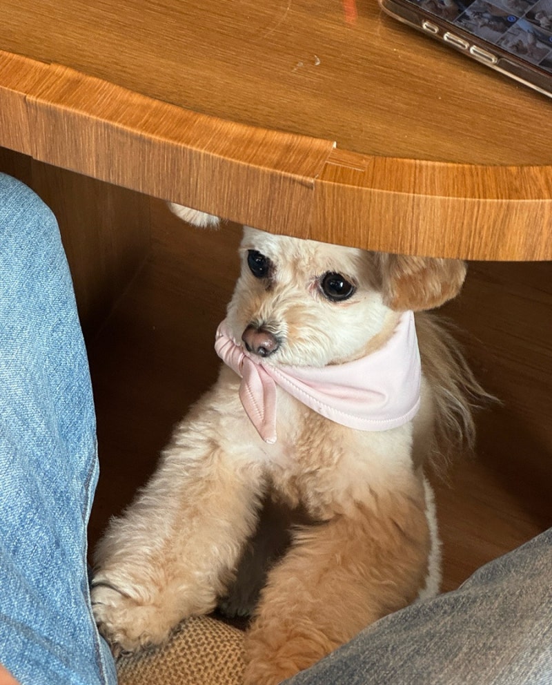 [💡] Cafe GEUMEUNBANG Review on Naver Blog

“Luckily, Kwon Eunbi was at the Kwon Eunbi Cafe Wow!

She's already great at her main job, but seeing her working so busily and even cleaning made me think she's amazing, the best👏👏👏”

🔗 m.blog.naver.com/ctrang22/22424…
#금비 #금은방 #권은비