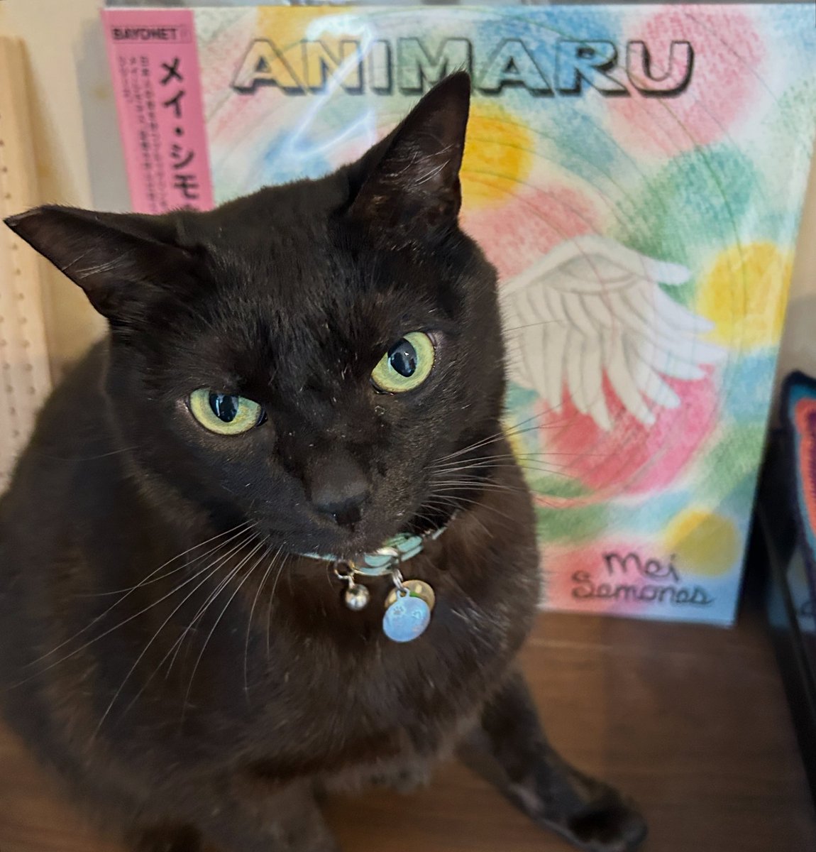 msspmoon's tweet image. Animal じゃなくてANIMARU&amp;amp;KAGEMARU

#黒猫影丸
#meisemones