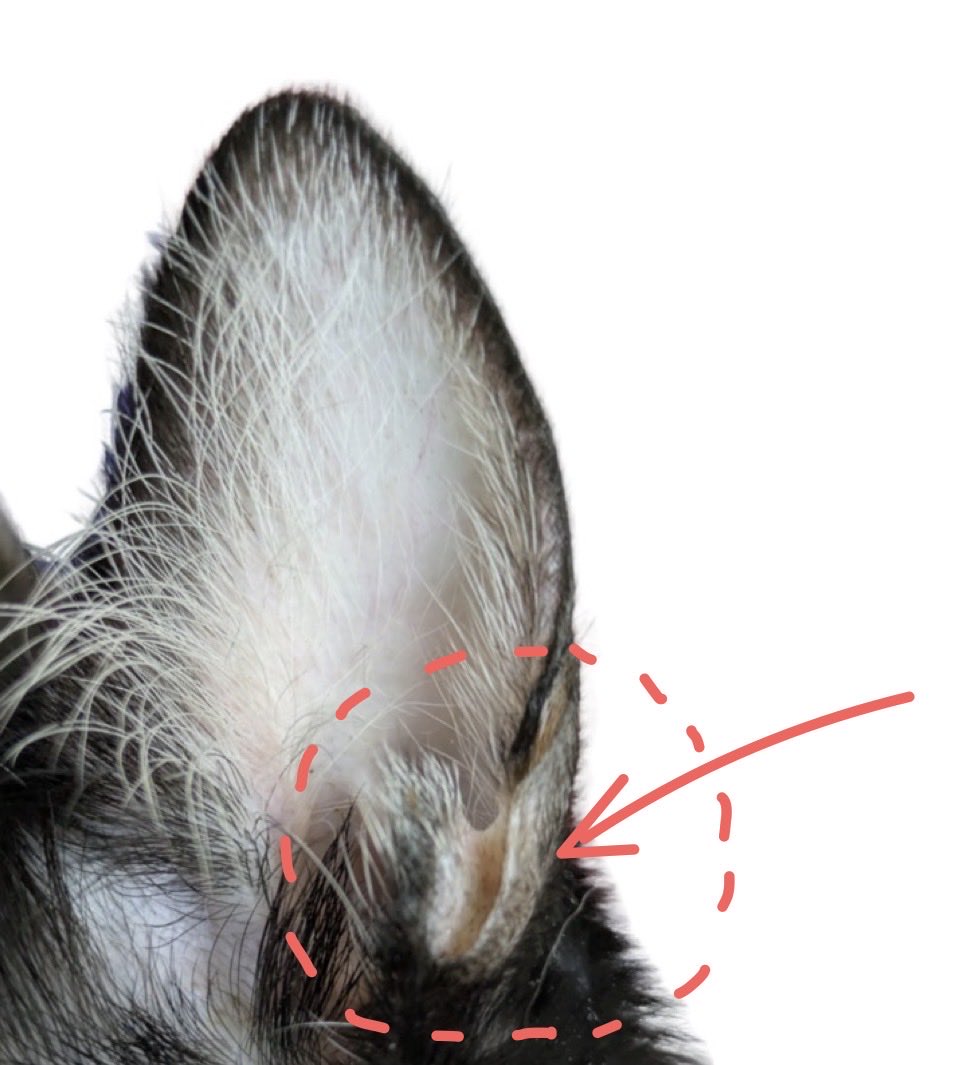 獣医師 やまけん(山本 健二)|老猫・高齢猫ケアのサポーター|後悔しない選択を一緒に考える tweet media