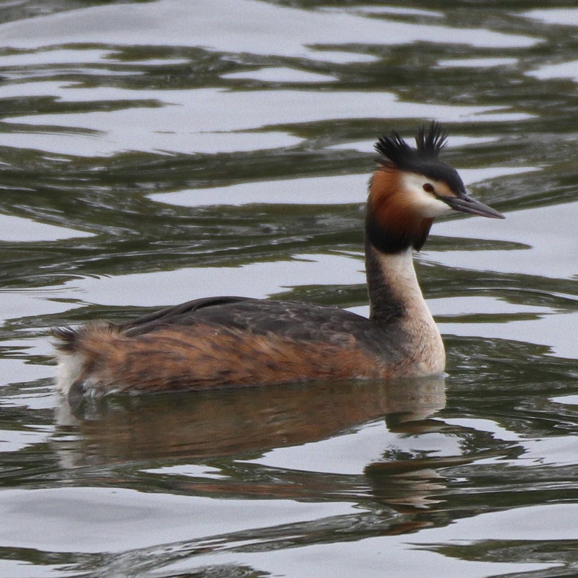 かぴぃ tweet media