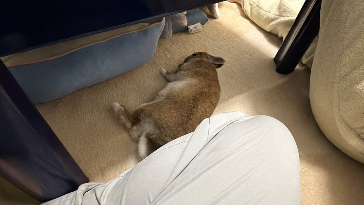 うさぎのマロン tweet media